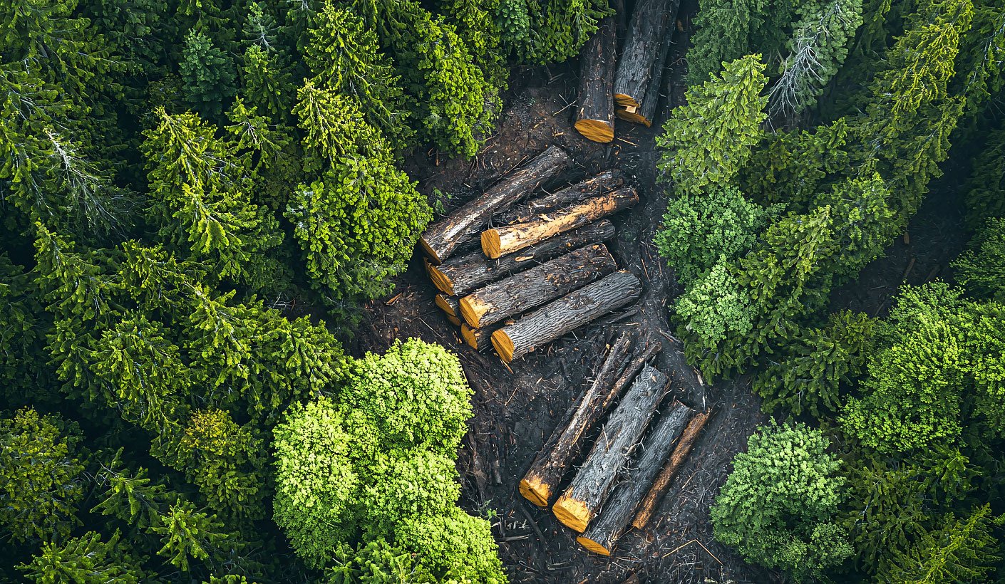 Sustainable Forestry